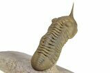 Morocconites Trilobite Fossil - Multi-Toned Shell Coloration #339441-4